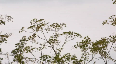 HD meadow klm 7 Stock Footage 505366