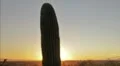 HD medium 30p Saguaro Cactus Sunset over the Sonora Desert Time Lapse HD Footage
