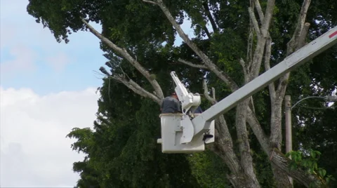 HD Men Cutting Old Tree in Boom Canister Truck 1 Stock Footage