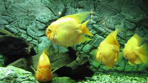 HD: Midas Cichlid Fish Video stock 7906119