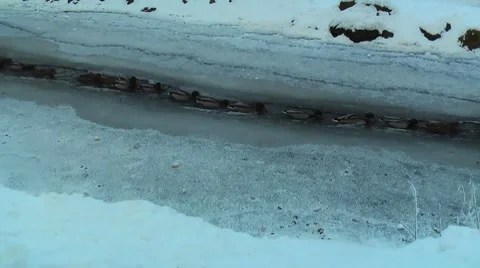 HD - Migration of wild ducks in winter_scene01 Video stock 10593879