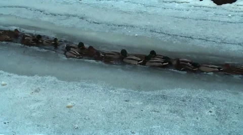 HD - Migration of wild ducks in winter_scene02 Video stock 10593834