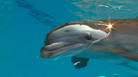HD Motionless Dolphin in swimming pool, macro, closeup Stock Footage 595784