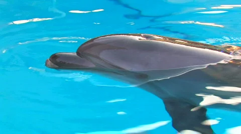 HD Motionless Dolphin in swimming pool, macro, closeup Stock Footage 595803