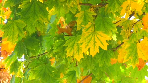 HD Moving maple tree branch with green and yellow leaves, closeup  Stock Footage 611713