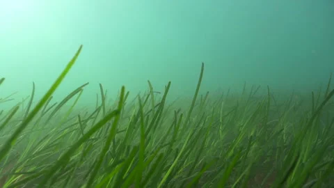 HD moving slowly through a Welsh seagrass meadow 動画素材 186172451