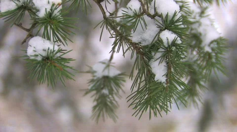 HD Moving spruce branch with last snow, closeup Stock Footage 636765