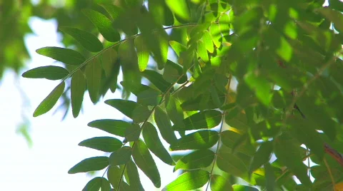 HD Moving tree branch with green leaves isolated on white Stock Footage 598117