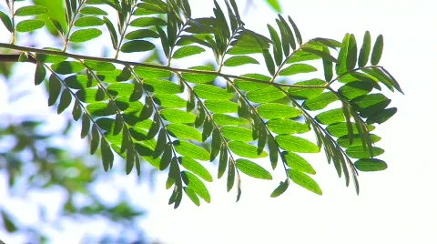 HD Moving tree branch with green leaves isolated on white Stock Footage 598134