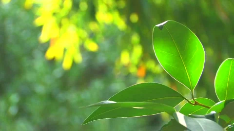 HD Moving tree branch with green leaves on yellow background, closeup Stock Footage 598136