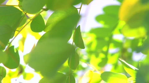 HD Moving tree branch with green leaves isolated on white Stock-Footage 598150