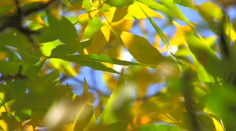 HD Moving tree branch with green and yellow leaves  Stock Footage 611519
