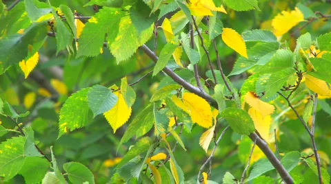 HD Moving tree branch with green and yellow leaves  Stock-Footage 611536