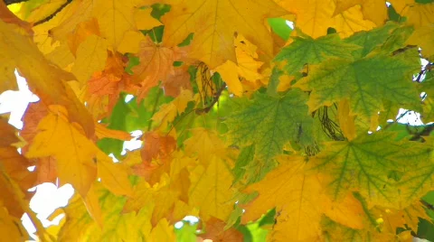 HD Moving tree branch with green and yellow leaves, closeup  Stock Footage 611679