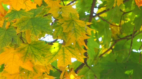HD Moving tree branch with green and yellow leaves, closeup  Stock Footage 611680