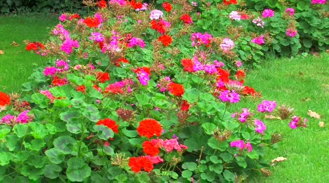 HD Multi colored flower bed and green grass background Stock Footage 598140