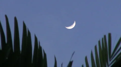 HD New Moon Behind Ornamental Palm Tree Stock Footage