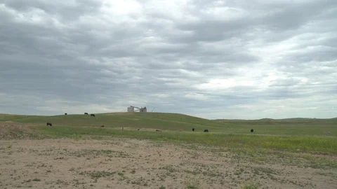 HD | Open Field with Cows Stock Footage 78004210