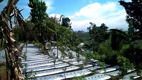 Hd orange garden that has not yet fruited Video stock 213570424