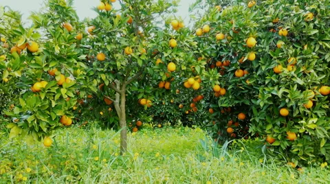 HD orange grove, track in steadicam, trees full of ripe juicy organic fruit Stock Footage 61487200