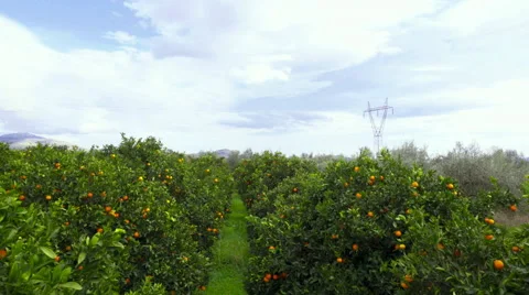 HD orange grove/field crane down movement reveal aerial Stock Footage 62685435