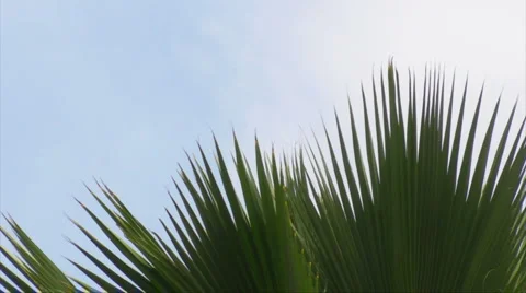 HD Palm Tree Branch Tips 2 Stock Footage 1042047