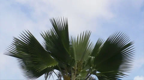 HD Palm Tree Branch Tips 3 Stock Footage 1042049