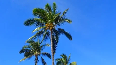 HD Palm Trees with a slight breeze. Stock Footage 69191937