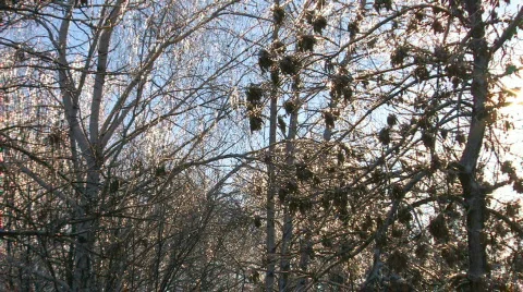 HD Panorama of winter bare trees at sunset Stock Footage 623658