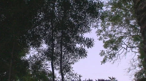 HD Parks Series Stock Footage 533483