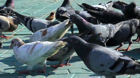 HD Pigeons and sparrows feed on the sidewalk Vidéo 914472