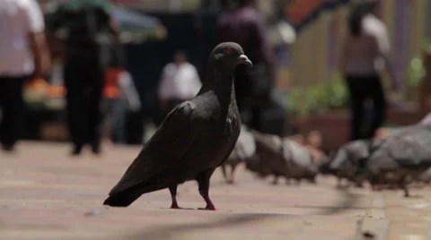 HD Pigeons at Brickfields Malaysia Stock Footage 38286710