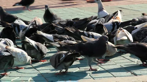 HD Pigeons feed on the sidewalk 库存影片 914451