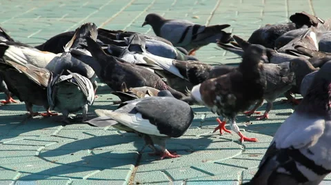 HD Pigeons feed on the sidewalk 库存影片 914464