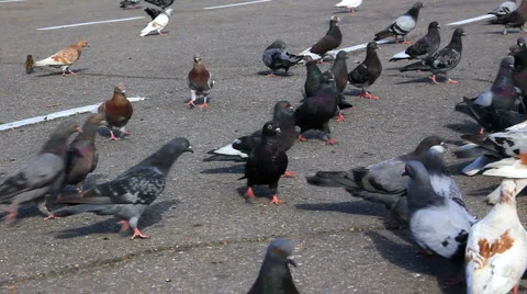 HD Pigeons feed on the sidewalk 库存影片 914501