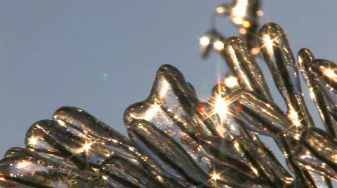 HD Pine tree covered with frozen sunbeams, closeup Stock Footage 623701