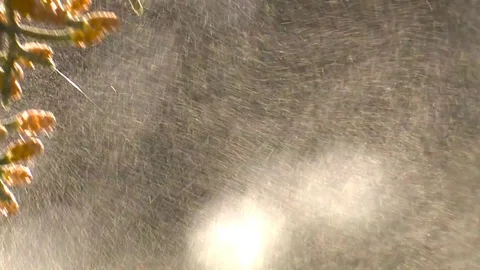 HD Pollen of a cypress Stock Footage 82618474