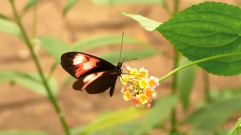 HD - Postman Butterfly. Slow motion Stock Footage 118469628