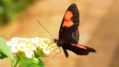 HD - Postman Butterfly. Slow motion close-up Stock Footage 118469669