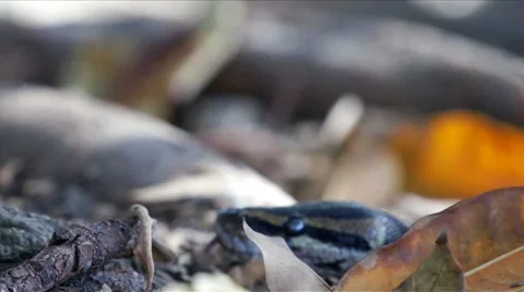 HD Python in the Forest Stock Footage 5504203