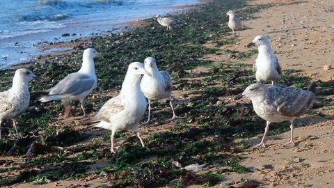 HD quality of defensive Seagulls Stock Footage 93316980
