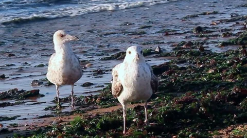 HD quality of Friendly Seagulls . Stock Footage 93316734