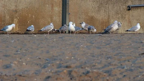 HD quality of Seagulls that bully . Stock Footage 93284591