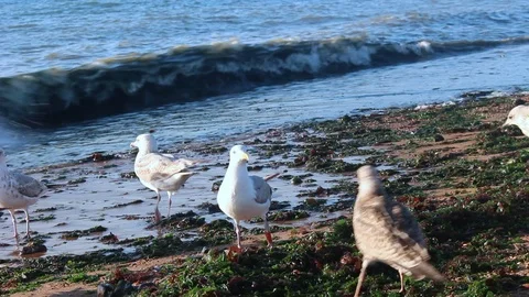 HD quality of Seagulls. Stock Footage 93315776