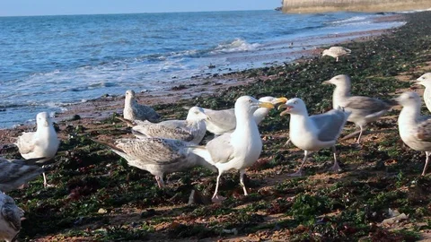 HD quality of Seagulls playing in the sun Stock Footage 93316079