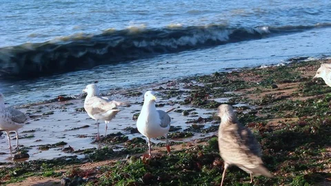 HD quality of Seagulls on the shore. Stock Footage 93314735