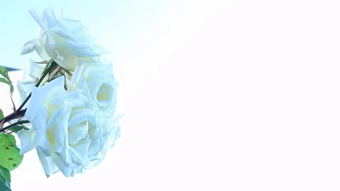HD quality of White Roses Stock Footage 93253554