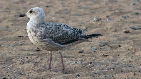 HD quality of a young Seagull on the beach Stock Footage 93280837