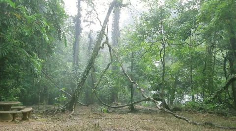 HD Raining in the forest, rain forest in Phang-nga South of Thailand Stock Footage 40426819