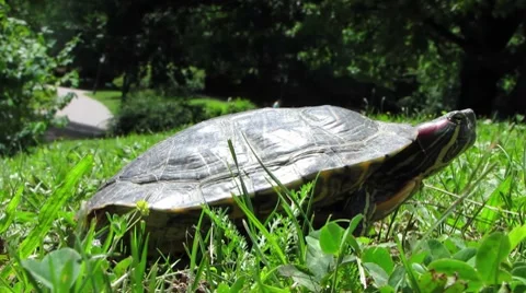 HD: Red-Eared Slider Turtle Stock Footage 7905977